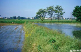 risotto oo02.jpg risotto oo02.jpg